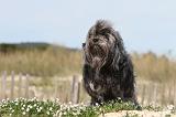 PETIT CHIEN LION 074
